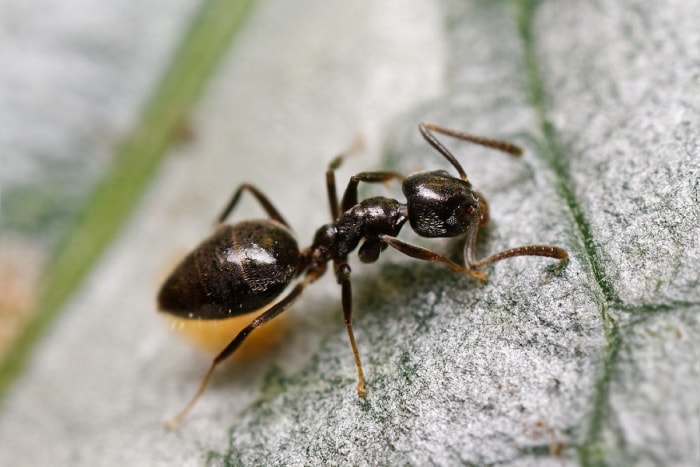 Fourmi noire sur une feuille