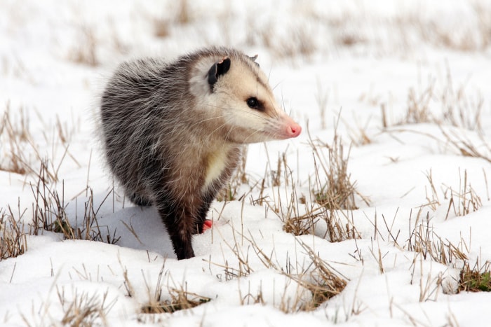 Différence entre l'opossum et l'omnipotent