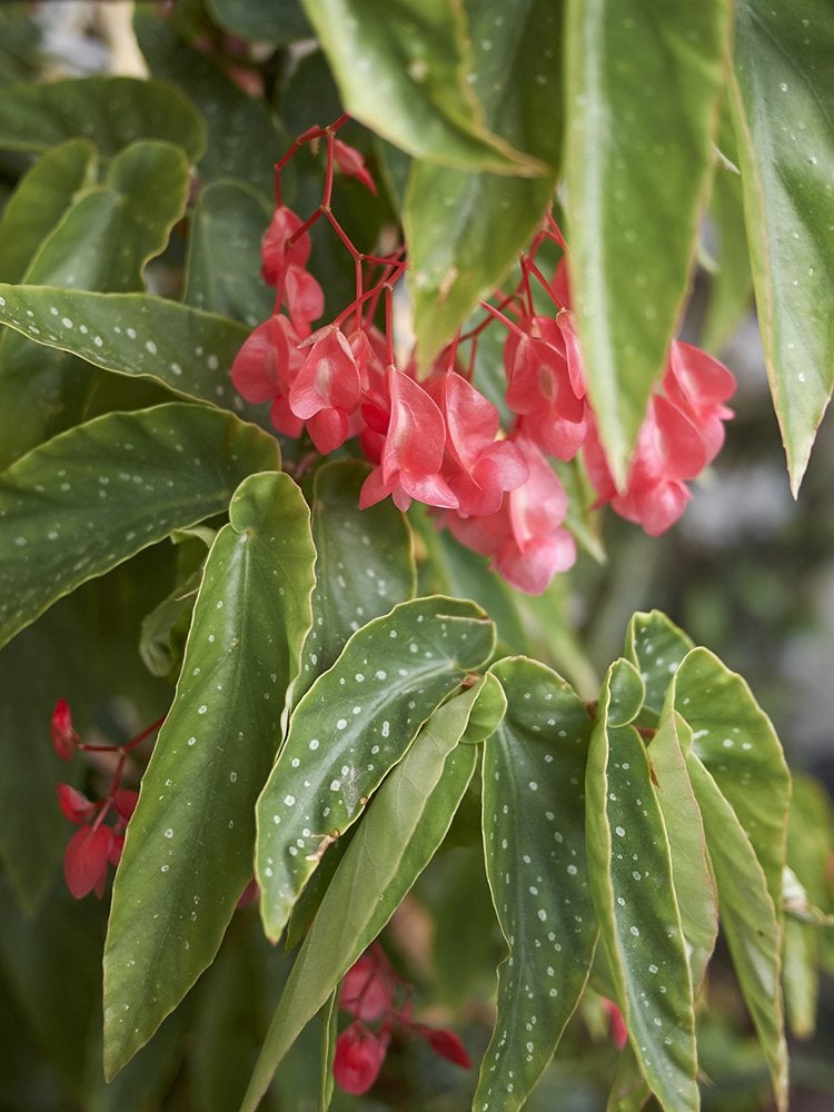 14 meilleures plantes pour sous les arbres