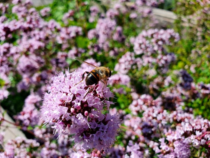 Marjoram blooms with bee