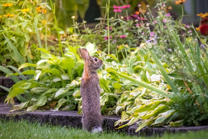 mère lapine regardant un parterre de fleurs dans un paysage domestique