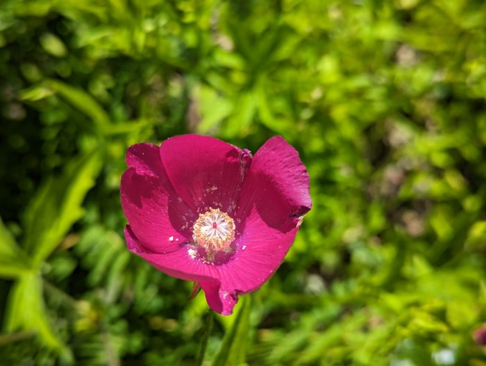 Callirhoe involucrata (Mauve pavot pourpre).