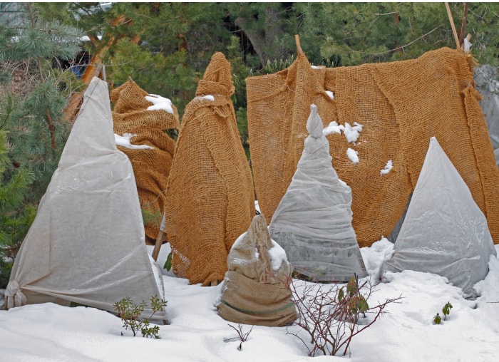 Toile de jute sur les arbres en hiver