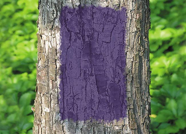 clôture violette signifiant peinture violette sur l'arbre