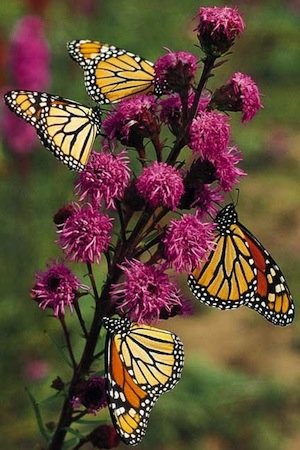 Papillons sur des fleurs