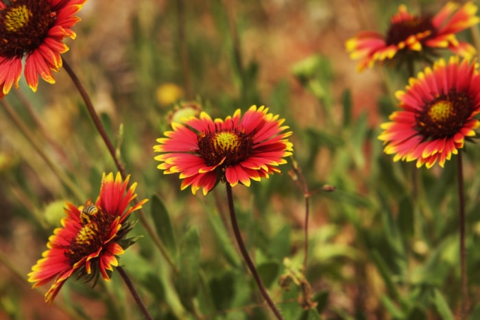 Gaillarde aristée (Gaillardia aristata) 