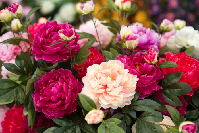 Pivoines blanches, rose foncé et rose clair en fleurs à l'extérieur.