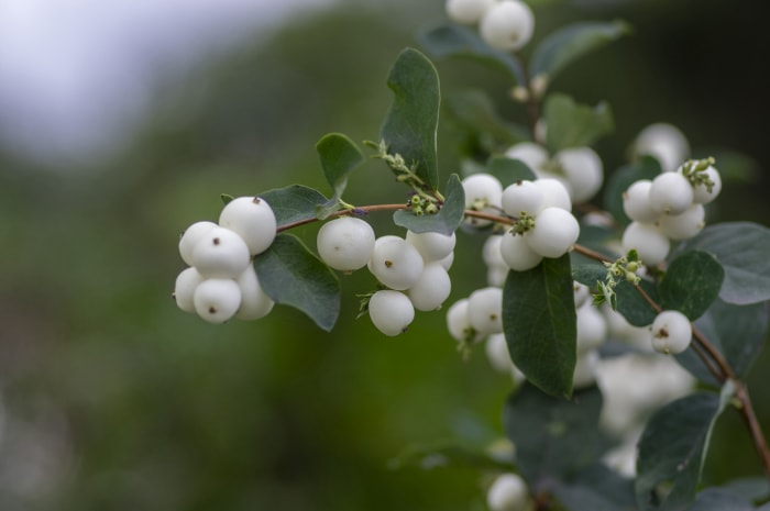 Détail des baies de neige blanches sur les branches de Symphoricarpos albus, beaux fruits blancs automnaux mûrs ornementaux à la lumière du jour, feuilles vertes sur fond de clôture en bois