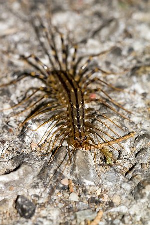 Comment se débarrasser des mille-pattes - Centipede Outdoors