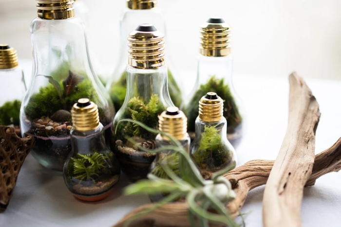 Une collection d'ampoules transformées en bocaux de terrarium est posée à côté de bois flotté.