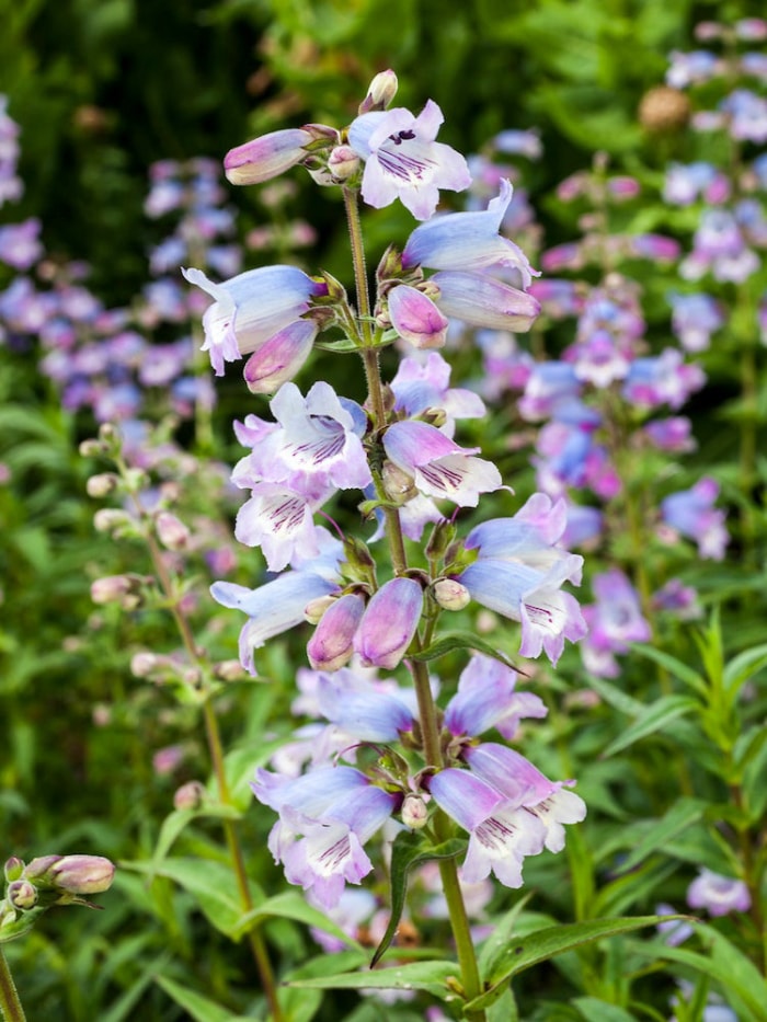 10 plantes de jardin qui nourriront les oiseaux de basse-cour en automne et en hiver