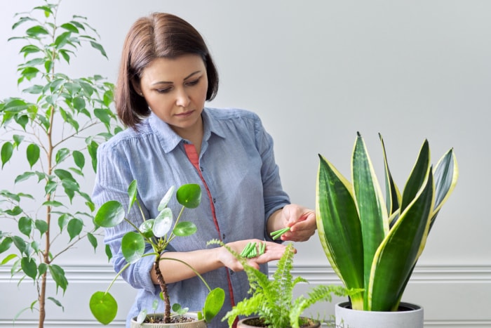 iStock-1307635272 Entretien des plantes serpent Fertilisation des plantes serpent et autres plantes d'intérieur