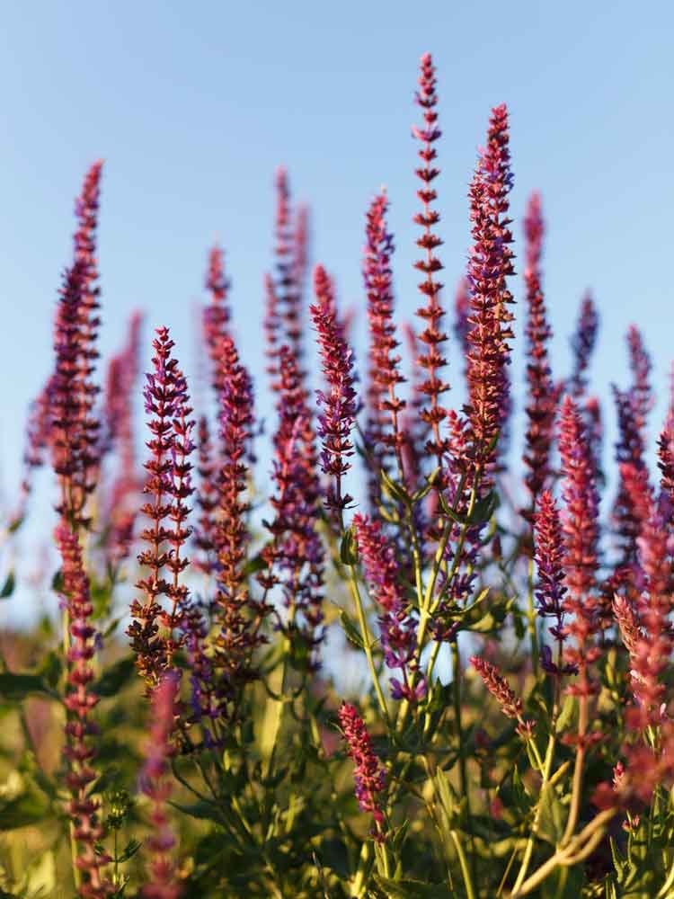 14 fleurs durables pour votre jardin