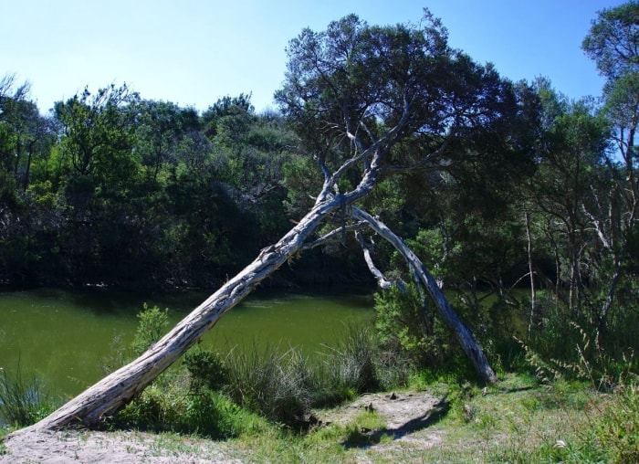 10 signes indiquant qu'un arbre dans votre jardin doit être abattu