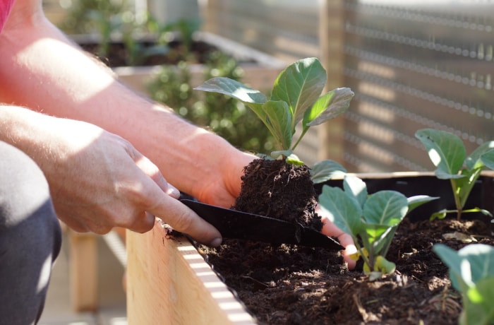 Une personne plantant des graines de chou dans un jardin familial.