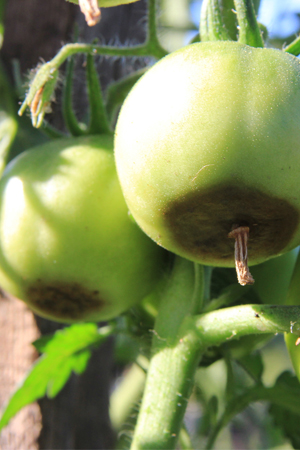 Problèmes des plants de tomates : pourriture apicale