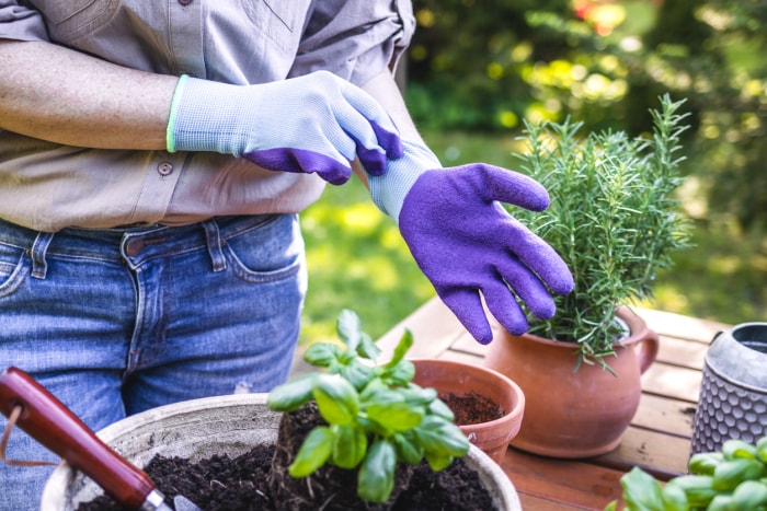 iStock-1317766911 gants de travail femme mettant des gants de travail pour jardiner