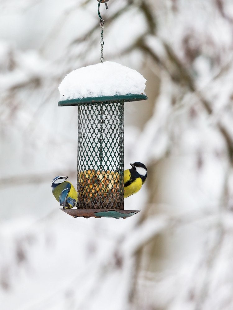 25 façons de profiter de votre jardin cet hiver