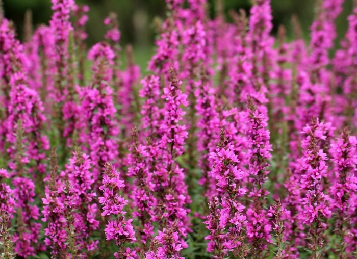 Ces plantes populaires pourraient en fait être mauvaises pour votre jardin