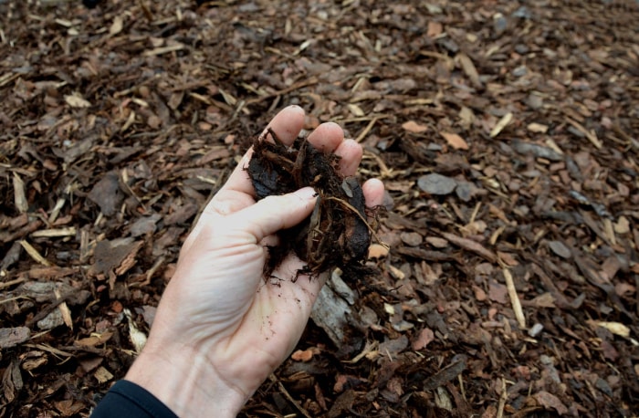 Une personne tient une poignée de paillis au-dessus d’un tas de feuilles mortes.