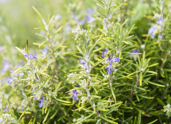 Romarin (Salvia rosmarinus)