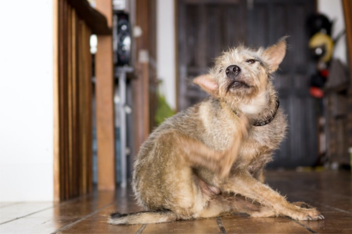 11 nuisibles qui représentent une menace pour vos animaux de compagnie