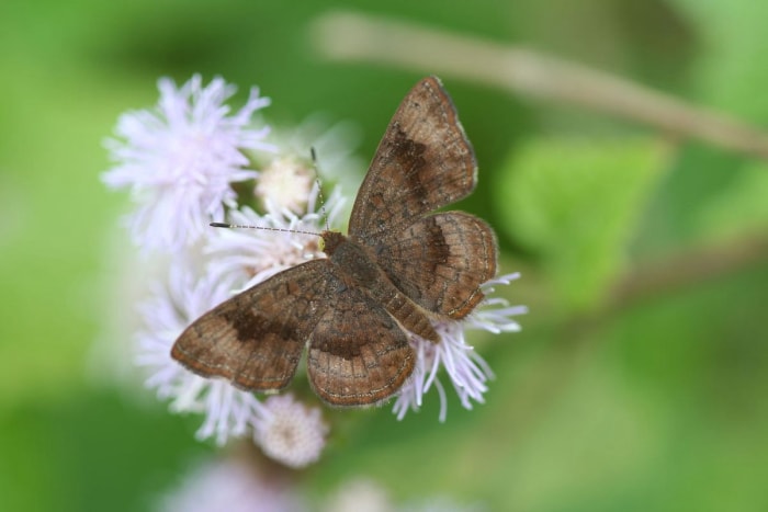 types de papillons