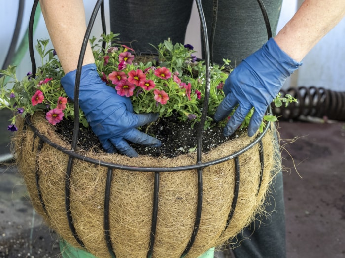 soins du calibrachoa mains gantées plantation de fleurs dans un panier suspendu