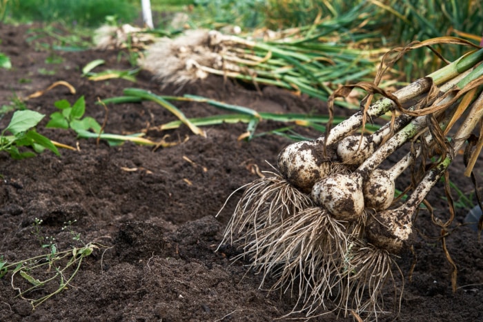 Un bouquet d'ail fraîchement récolté du sol