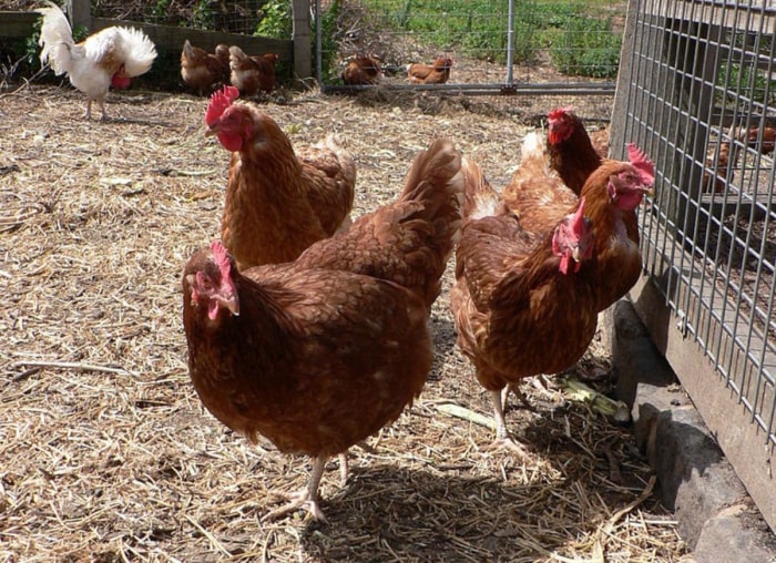 types de poulets