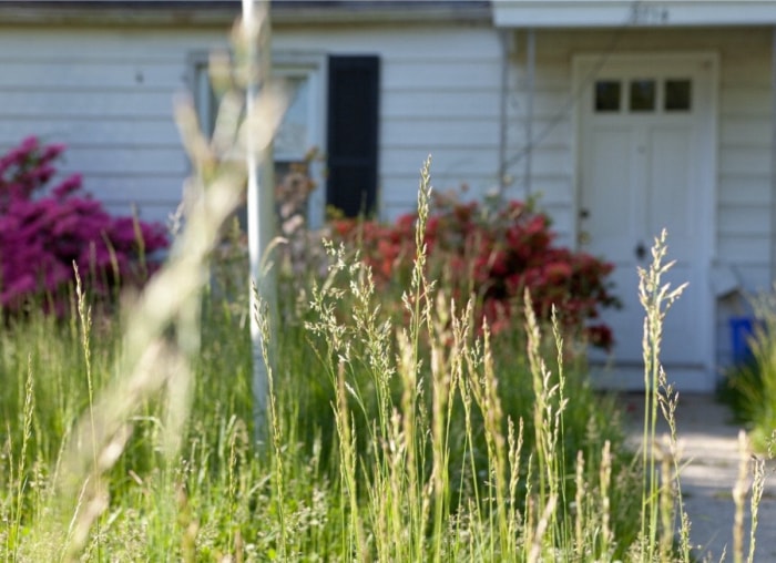 30 choses dans votre maison qui attirent les insectes et les rongeurs