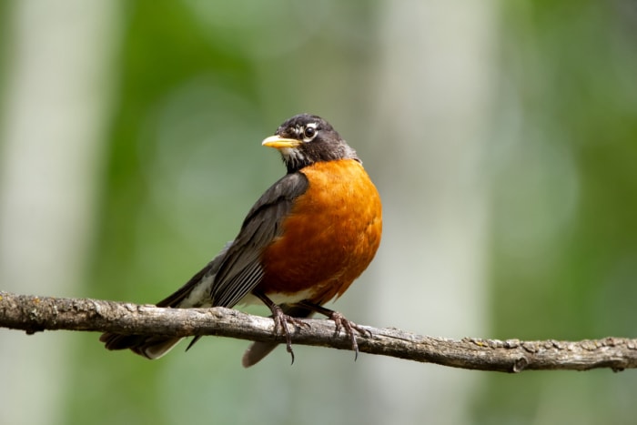 oiseau au ventre orange