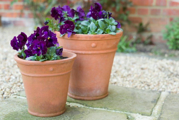 Fleurs de pensées en pots