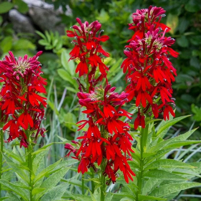 Plante haute aux fleurs rouge vif.