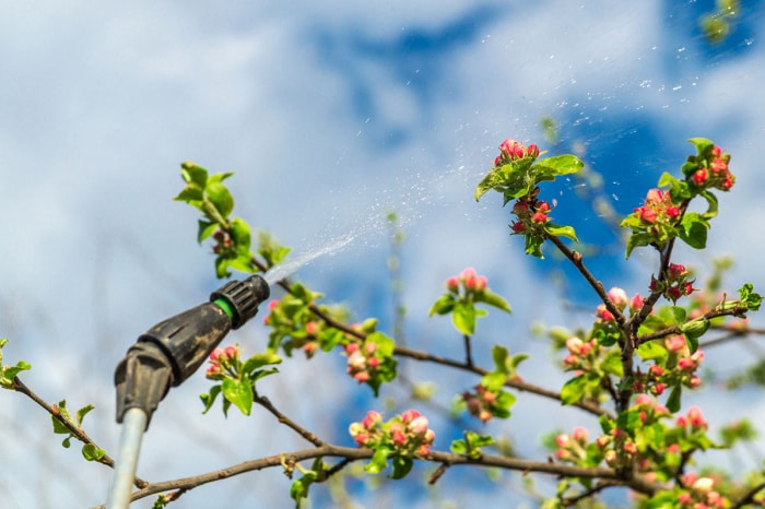 Quand pulvériser les arbres fruitiers : pulvérisation à usage général pour arbres fruitiers pendant la saison de croissance