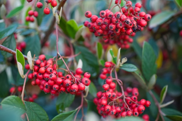 Buisson ardent, arbuste à feuilles persistantes avec des baies rouges