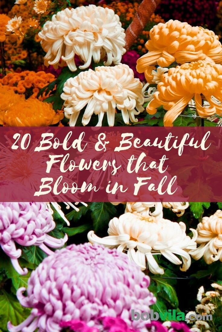 20 fleurs audacieuses et magnifiques qui fleurissent en automne