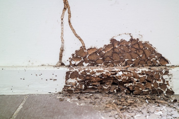 Coût de réparation des dégâts causés par les termites