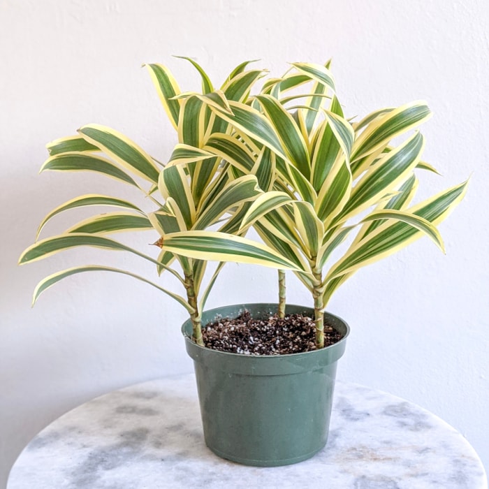 Dracaena à feuilles rayées jaunes