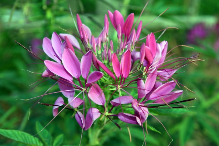 plantes résistantes aux lapins