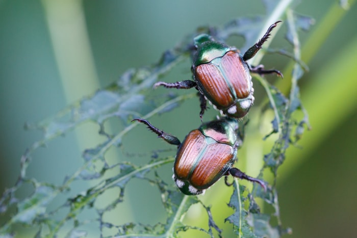 iStock-1438398492 worst pests japanese beetle.jpg