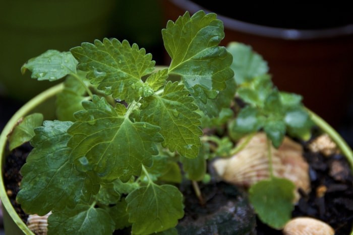 Plante d'herbe à chat en pot avec des gouttes d'eau sur ses feuilles.