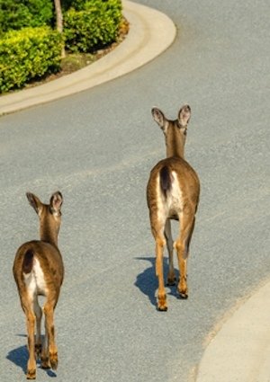 Comment éloigner les cerfs d'un jardin - Détail