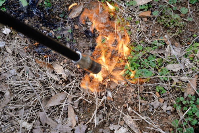 Les meilleures options de torches à mauvaises herbes