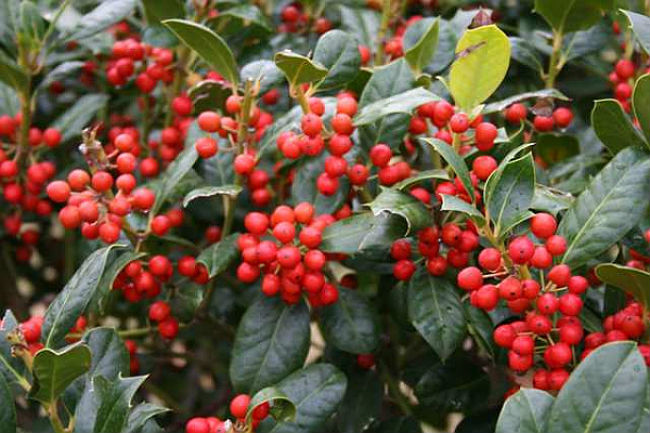 Arbres à feuilles persistantes à croissance rapide - Nellie Stevens Holly