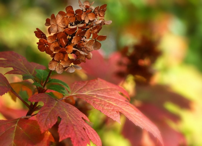 20 fleurs audacieuses et magnifiques qui fleurissent en automne