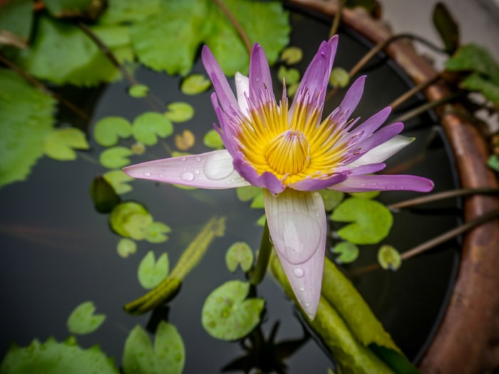 plantes qui poussent dans l'eau - nénuphar en conteneur