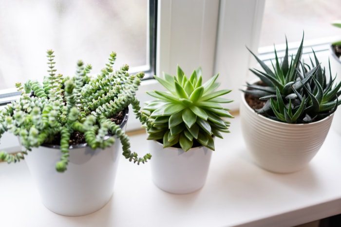 iStock-1322733761 plantes d'intérieur succulentes sur une fenêtre.