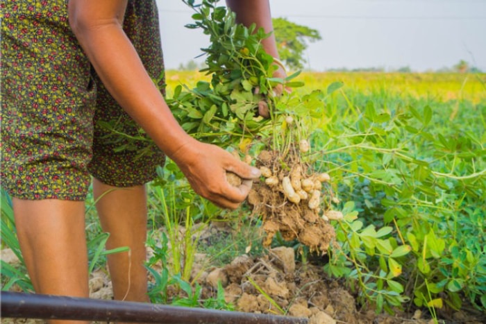 Cette seule culture pourrait vous offrir votre meilleur potager à ce jour