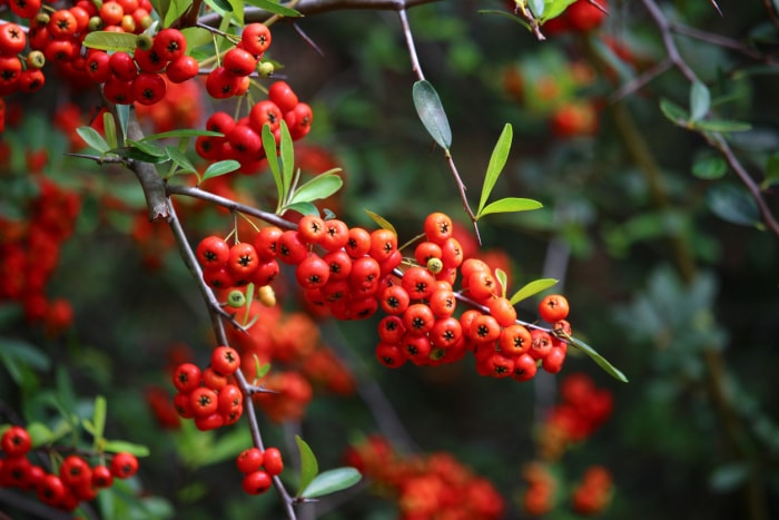 Vue rapprochée des baies de pyracantha rouges sur un buisson.